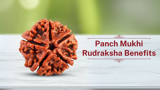 five mukhi rudraksha benefits,rudraksha benefits,benefits of wearing 5  mukhi rudraksha,who can wear panchmukhi rudraksha,benefits of wearing  panchmukhi rudraksha,5 mukhi rudraksha astrology,5 mukhi rudraksha side