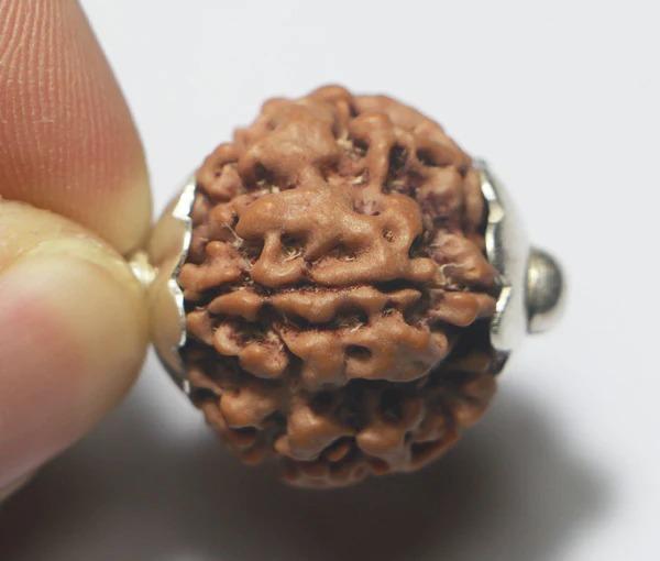 Divine 1 Mukhi (Face) Rudraksha