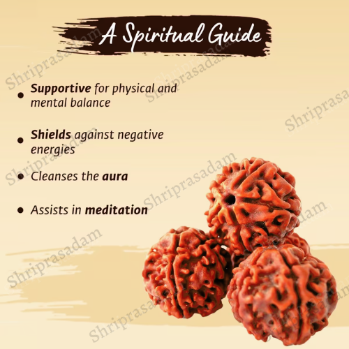 Adiyogi Rudraksha with copper chain