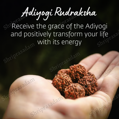 Adiyogi Rudraksha with copper chain