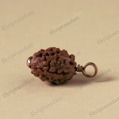 Authentic Dwimukhi Rudraksha bead.