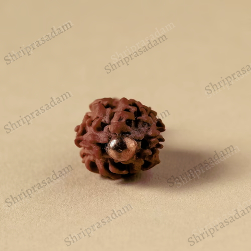 Authentic Dwimukhi Rudraksha bead.