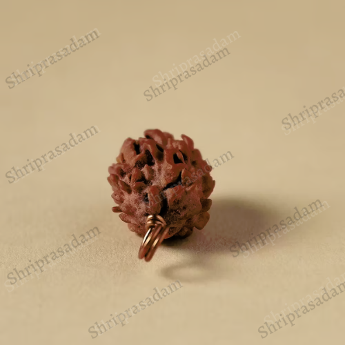 Authentic Dwimukhi Rudraksha bead.