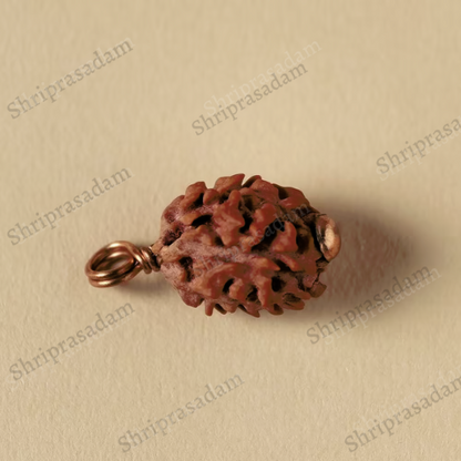 Authentic Dwimukhi Rudraksha bead.